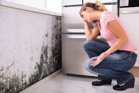 Why You Should Choose Our Mold Remediation Services in Bath, PA